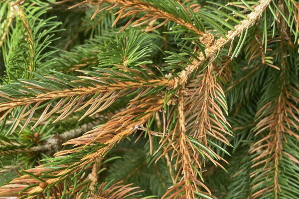 shrubs turning brown