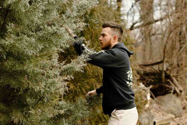 does cedar apple rust kill trees