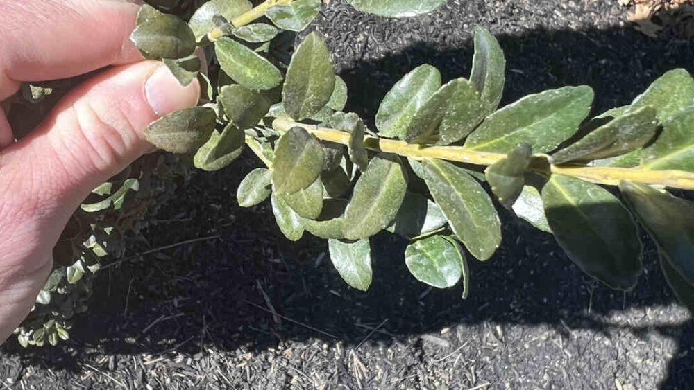 how to prevent spider mites