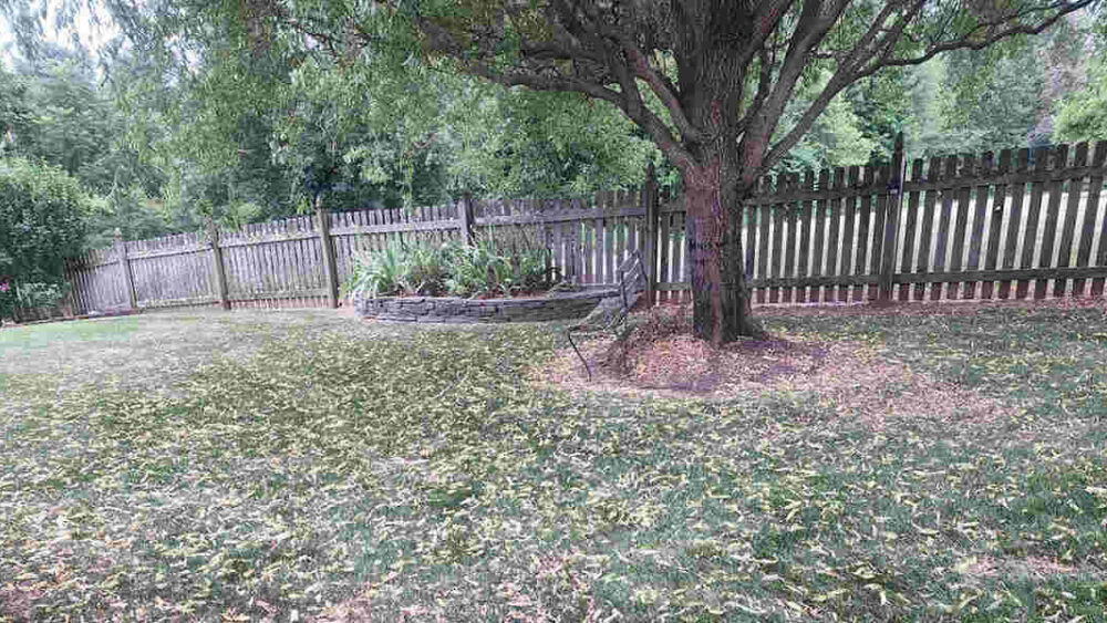 drought stress in trees