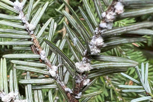 How To Treat Hemlock Wooly Adelgid in West Chester, PA