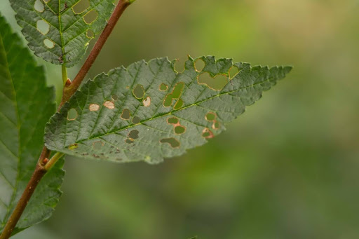 How to Monitor Trees for Signs of Insects & Diseases