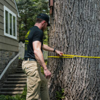 Ricks- Tree Inspections 3