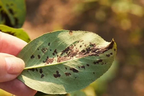 6 Common Tree Diseases in Pennsylvania All Property Owners Should Know