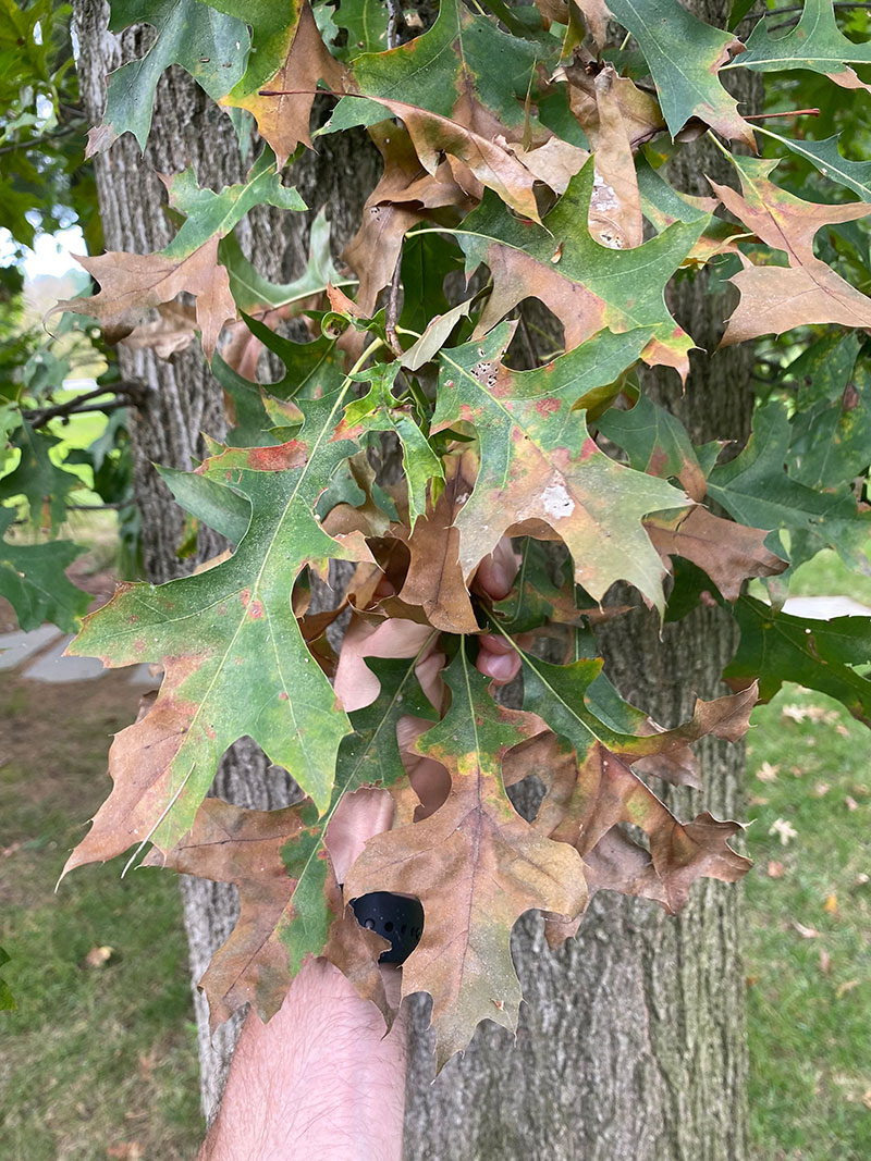 RIMeQbAxQAeP2Ye39_kXBg