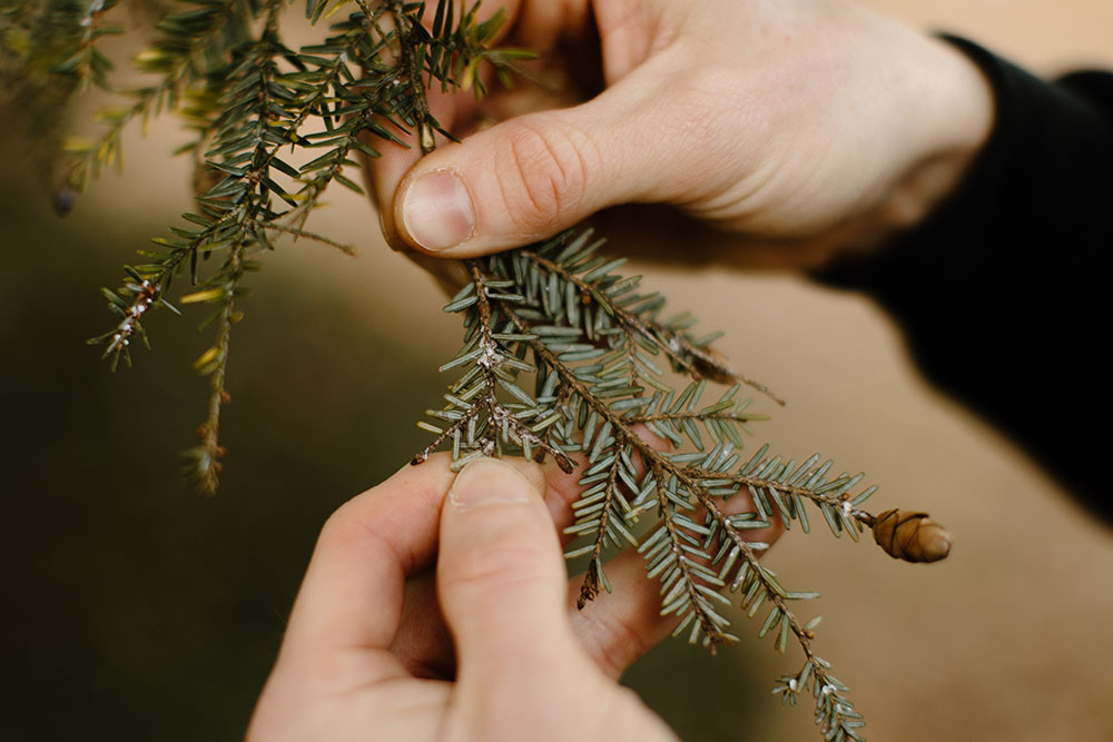 Tree Disease Treatment | Insect & Disease Control