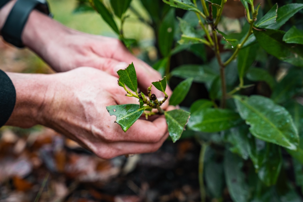 Arbor Tree Service