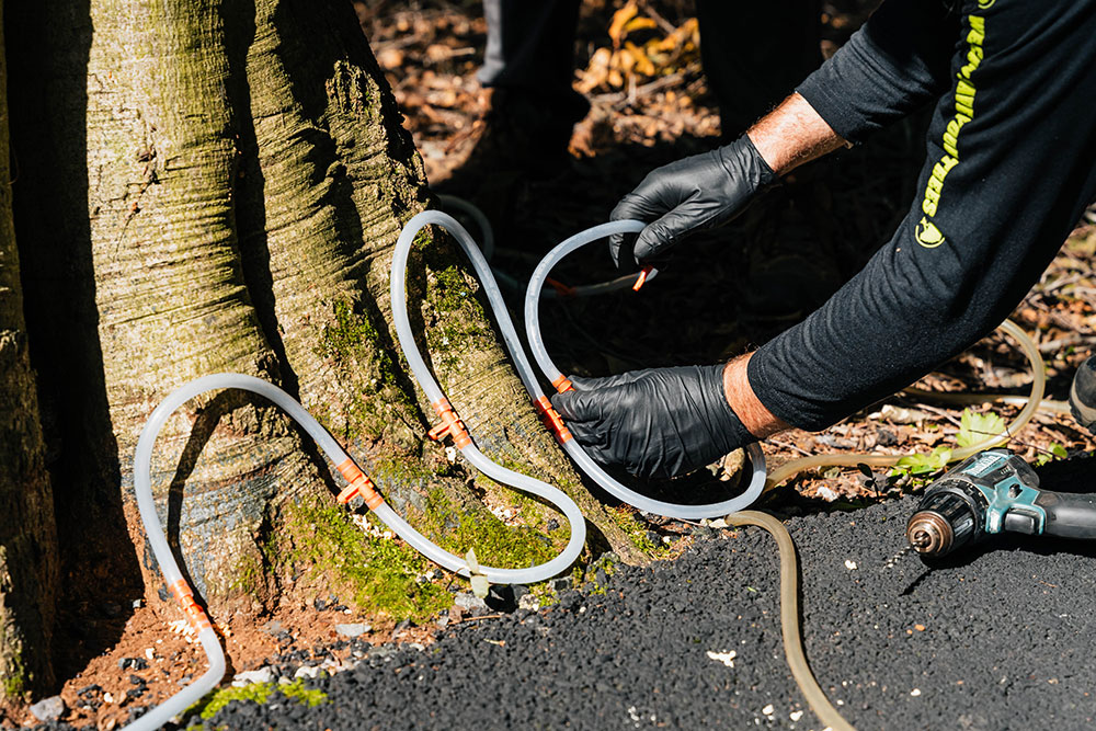 Beech Leaf Disease Pennsylvania Beech Leaf Disease Pennsylvania