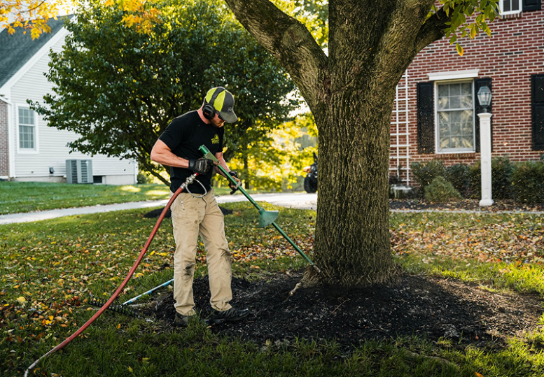 Girdling Root Removal