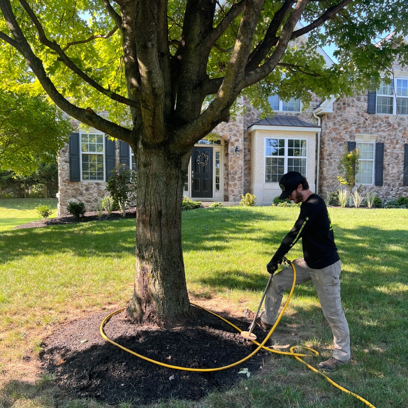 Injecting Trees With Nutrients_