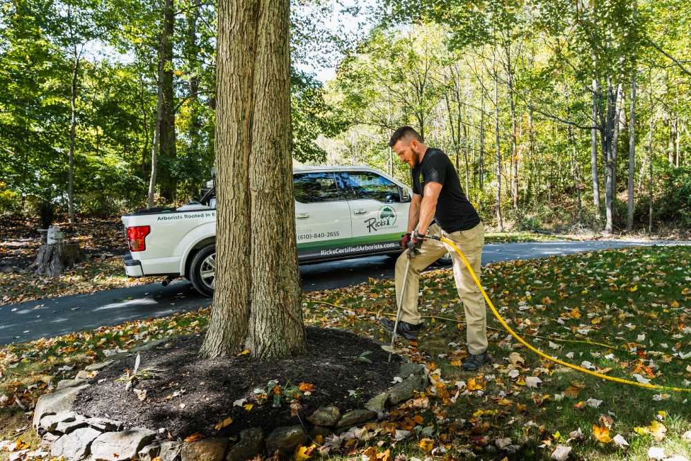 Tree Arborist Near Me