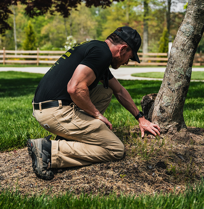Tree Care Arborist Tree Care Arborist