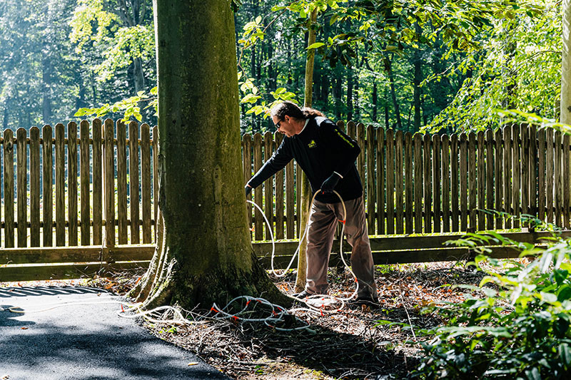 Tree Disease Experts Near Me_ Tree Disease Experts Near Me