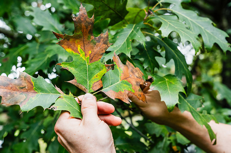 Tree Disease Treatment Near Me