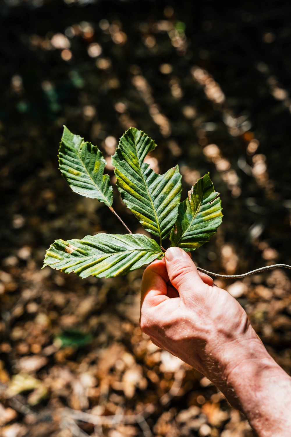 Tree Disease Treatment