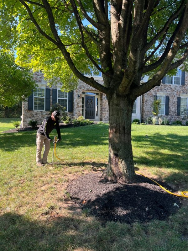 Tree Fertilizing Service