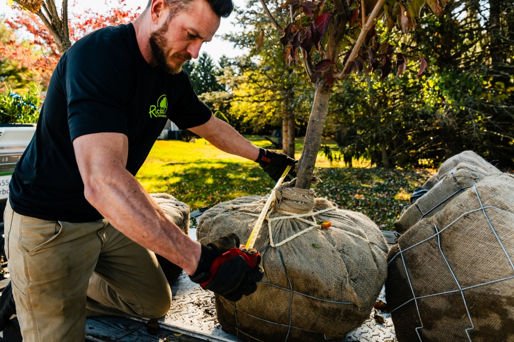 Tree Planting Specialists Tree Planting Specialists