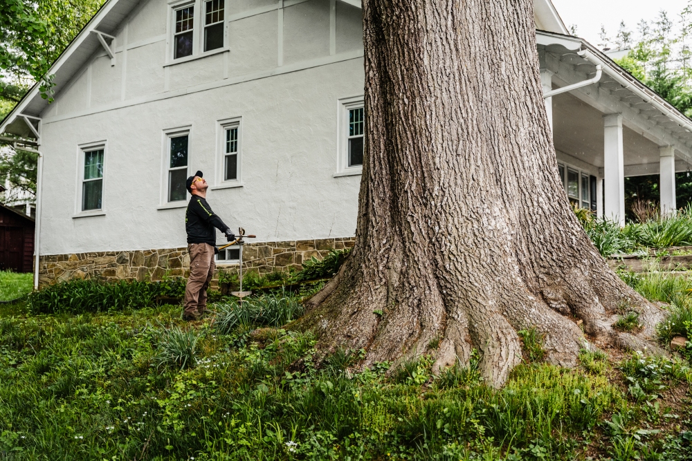 Tree Specialist Arborist