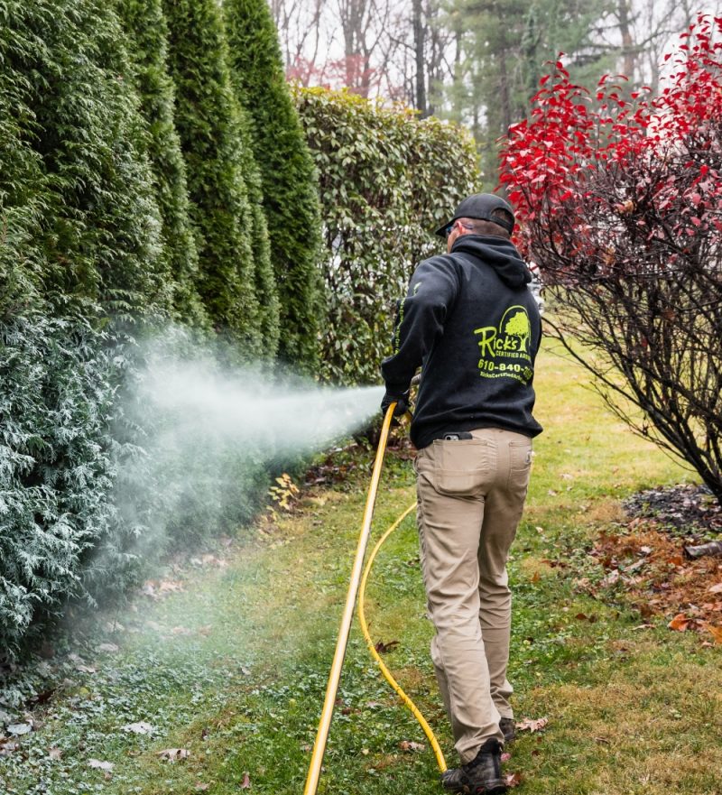 Tree Spraying Service Tree Spraying Service