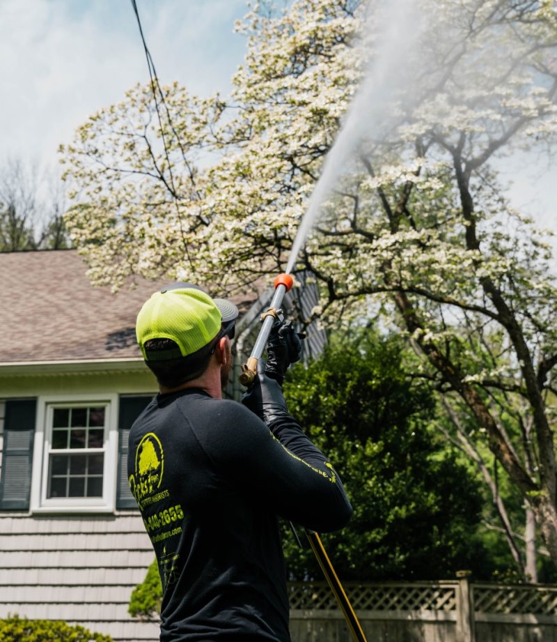 Tree Spraying Services Near Me Tree Spraying Services Near Me