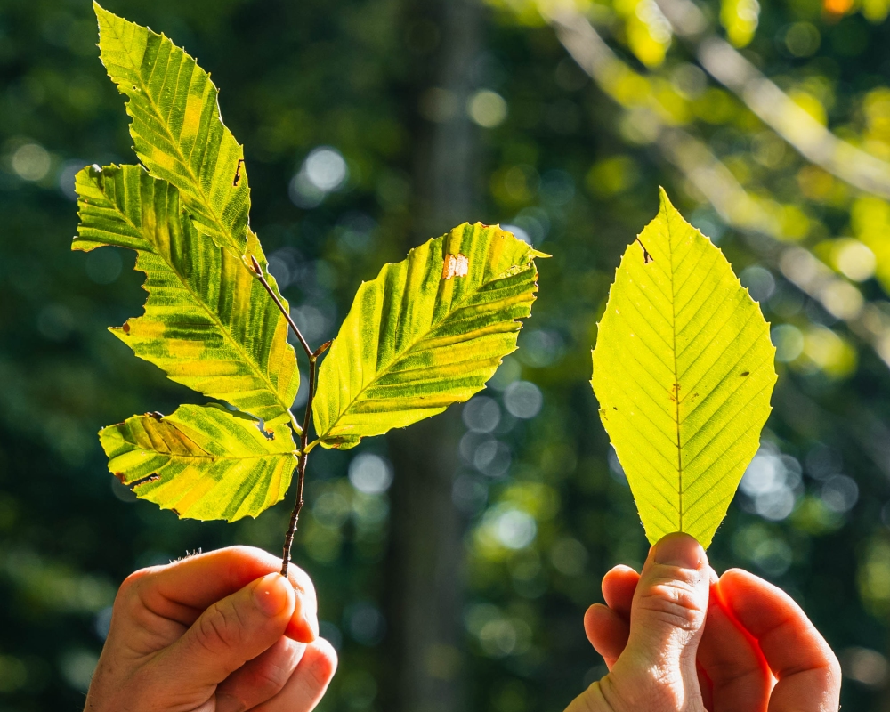 Arborist West Chester PA