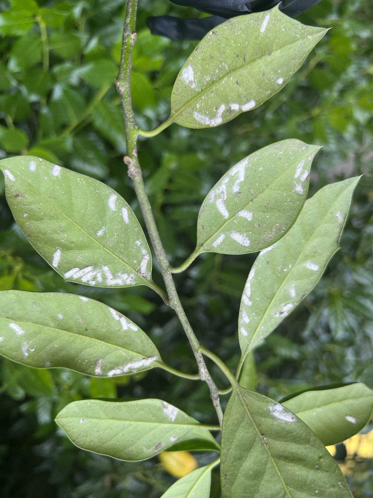 Scale Infestation Treatment Scale Infestation Treatment