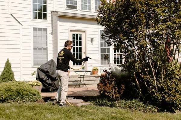 Scale On Trees Treatment Scale On Trees Treatment