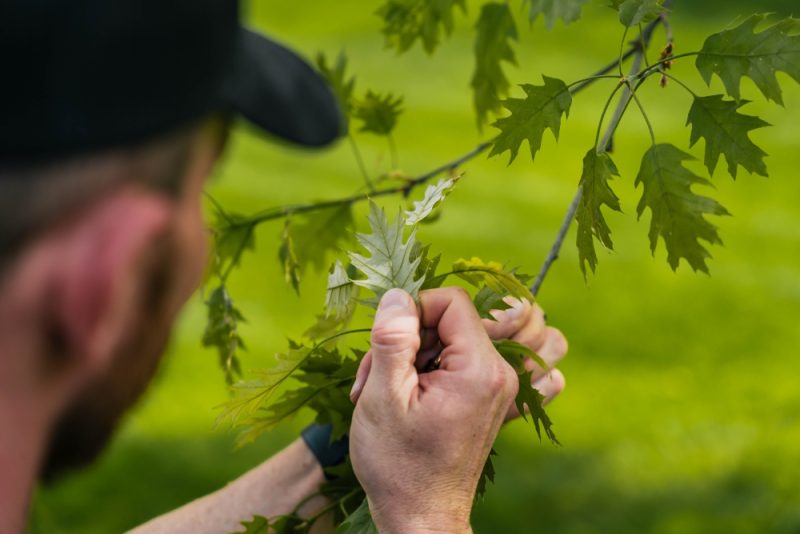 Tree Care West Chester