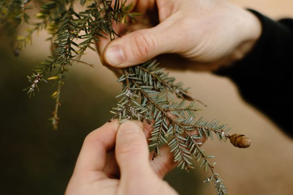 Tree Disease Management_