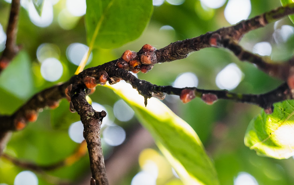Tree Disease Treatment