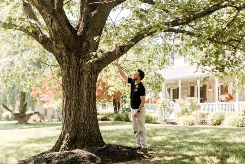 Tree Inspection Near Me