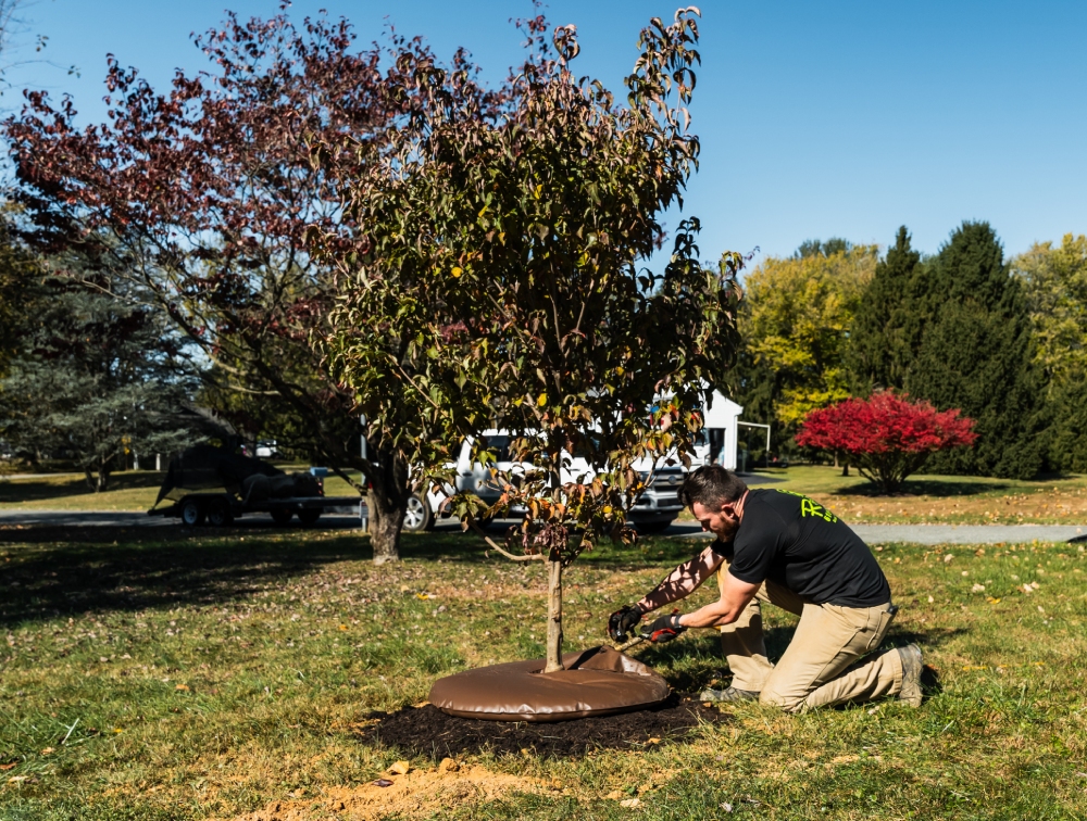 Tree and Shrub Care West Chester