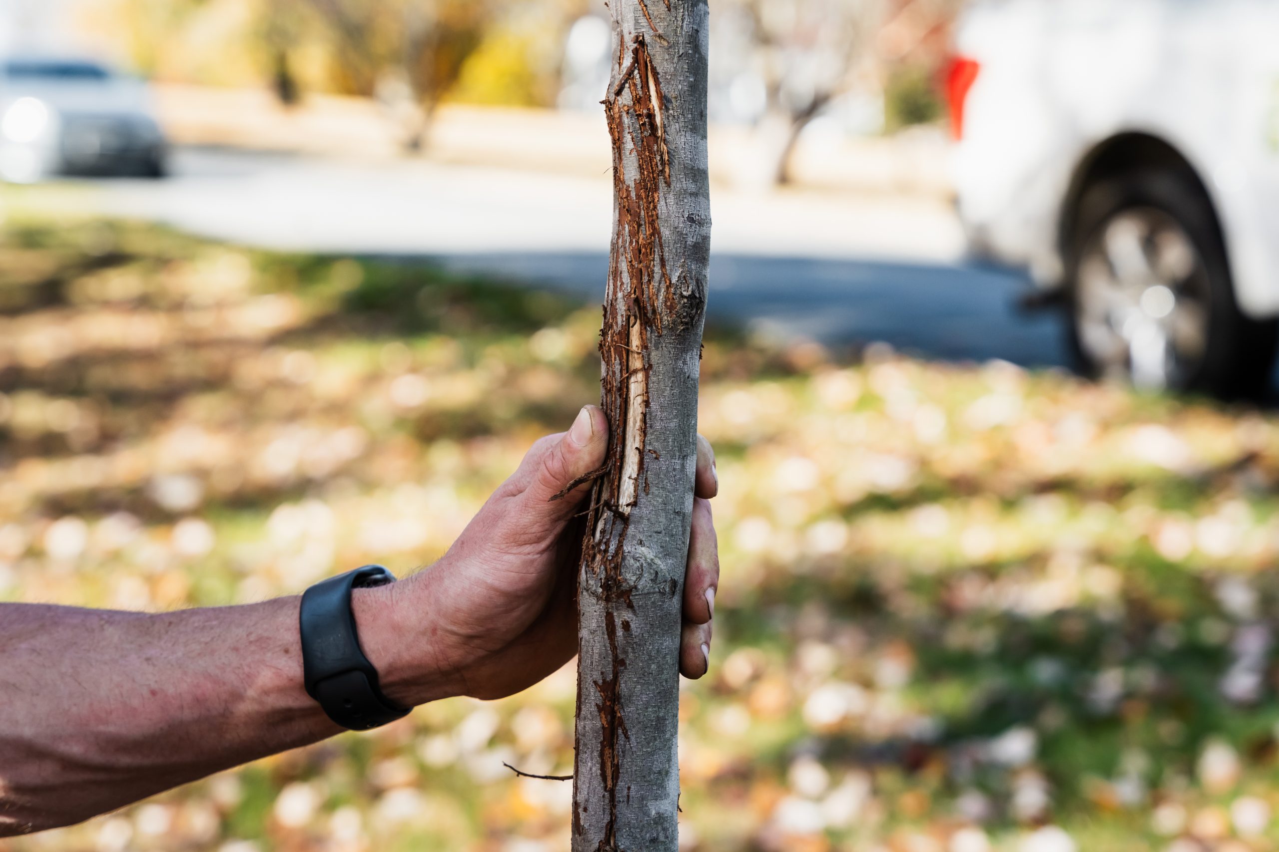 How to Protect Trees from Deer