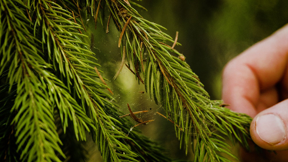 Emerald Ash Borer Treatment