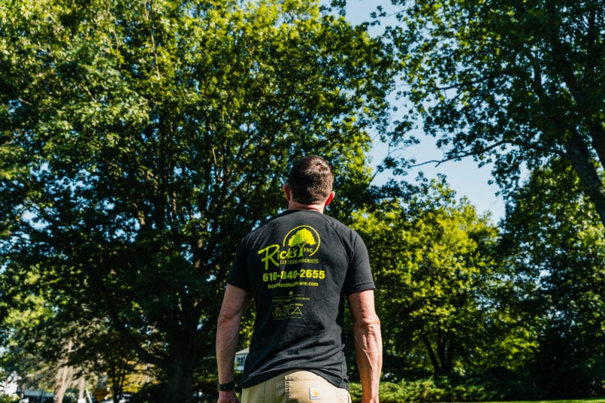 Tree Insect Treatment