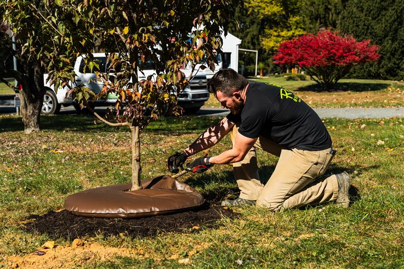 Tree Care Services in Boyertown Tree Care Services in Boyertown