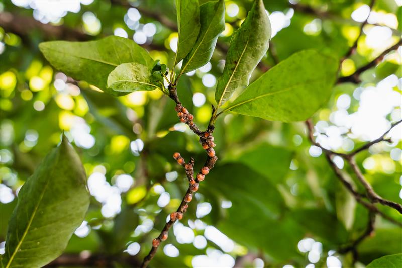 Tree Disease Treatment in Boyertown Tree Disease Treatment in Boyertown