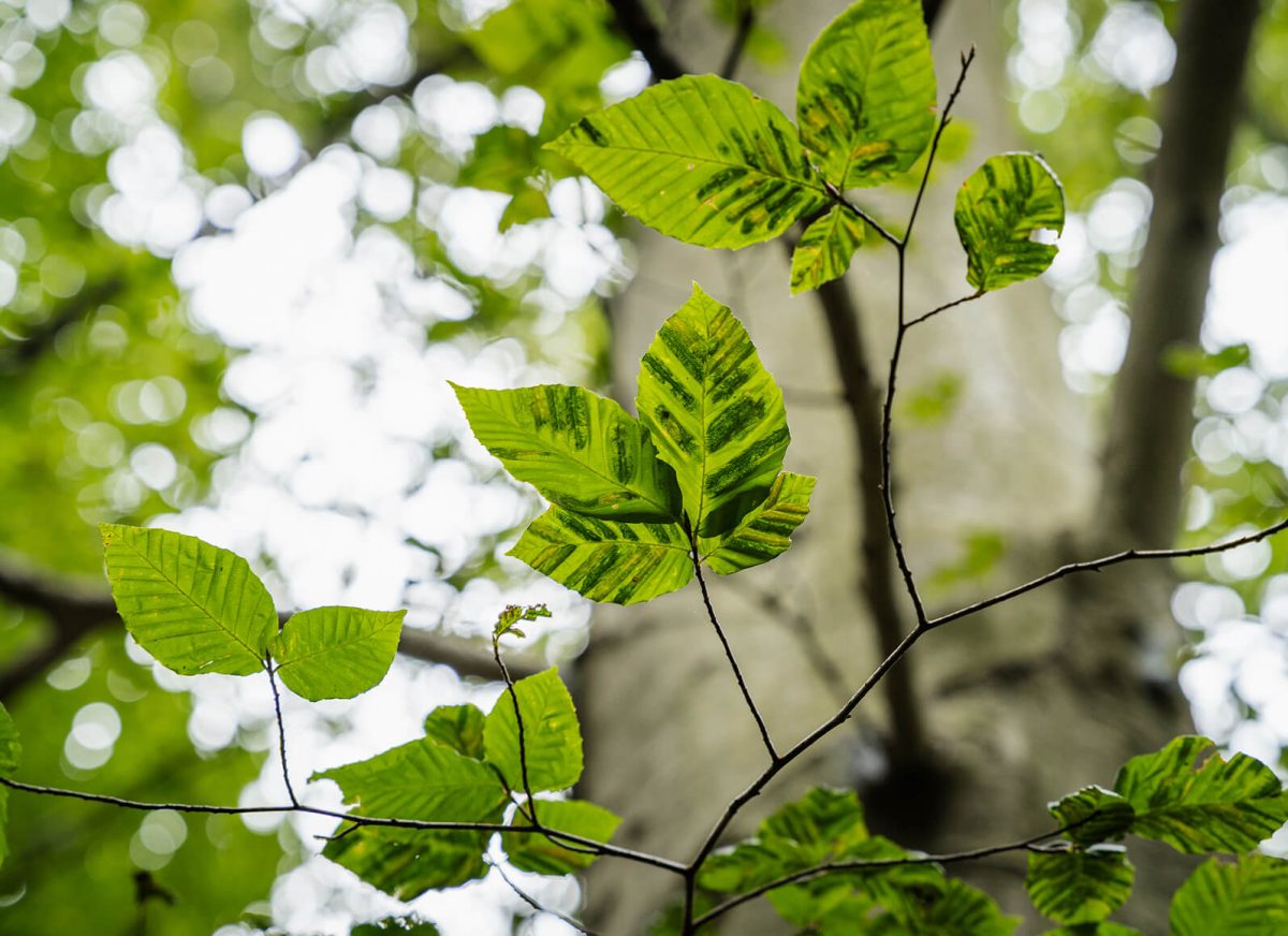 Tree Disease Treatment in Boyertown Tree Disease Treatment in Boyertown