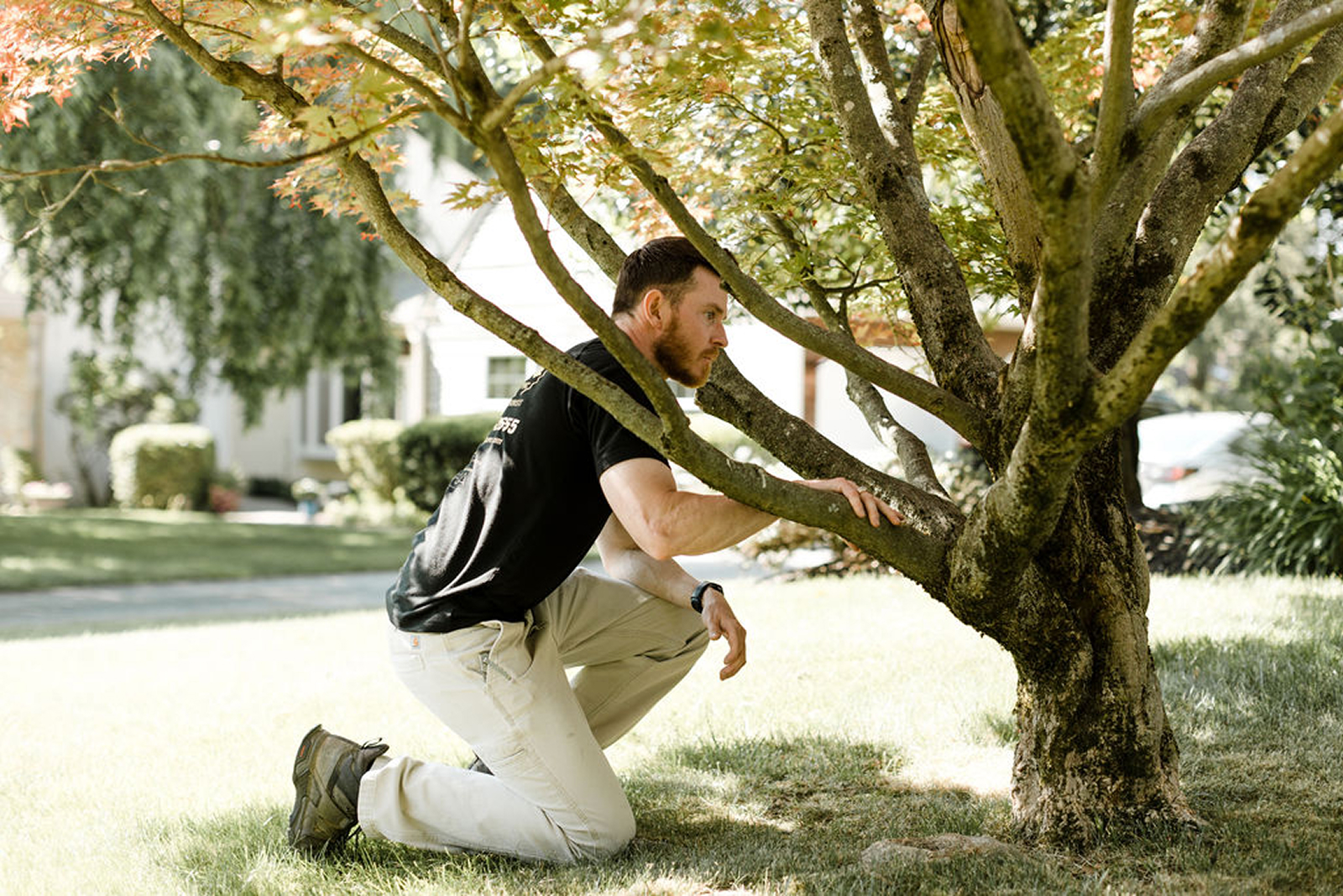 Tree Pest Control Near Me