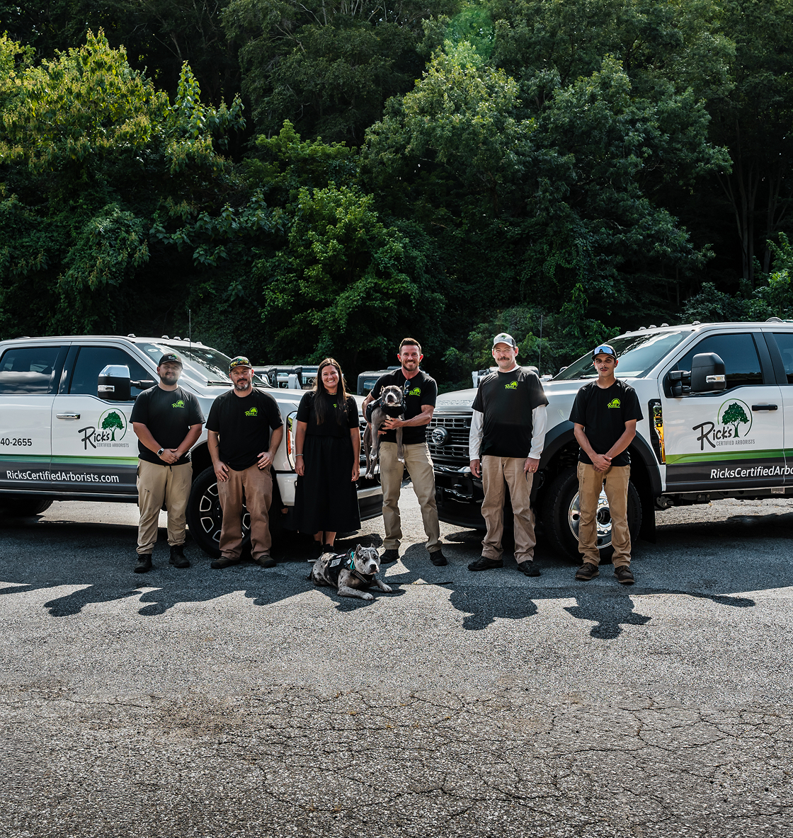 Tree Insect Treatment