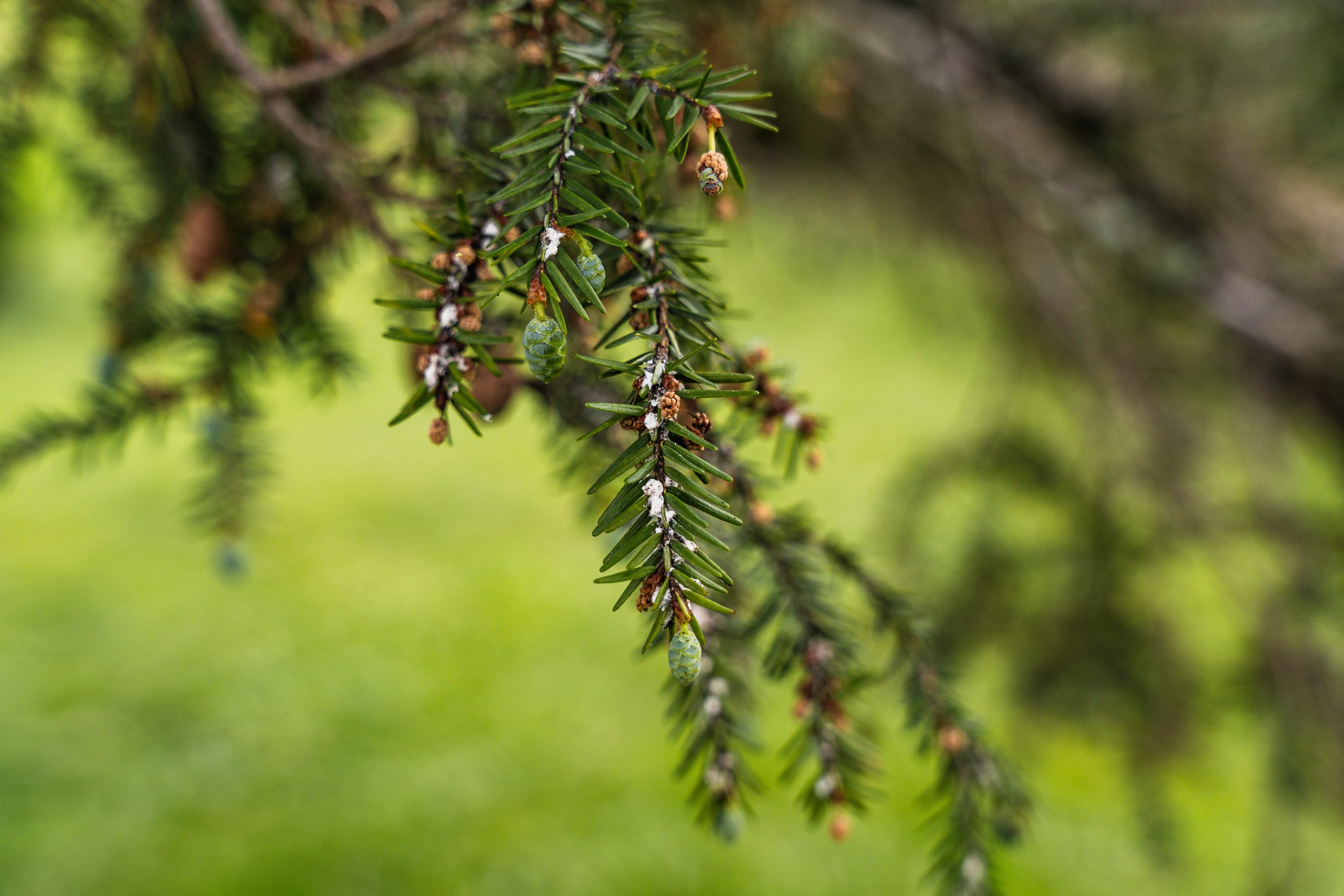 Hemlock woolly adelgid treatment