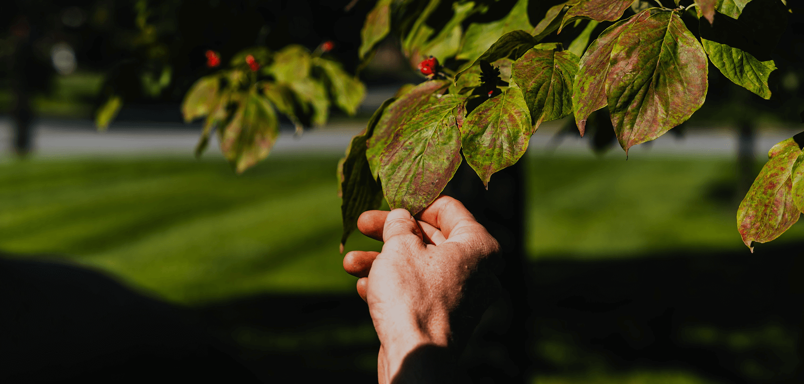 Tree Pest Control in Boyertown1