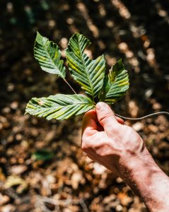 Ricks Certified Beech Leaf Disease 3 Local Tree Specialist
