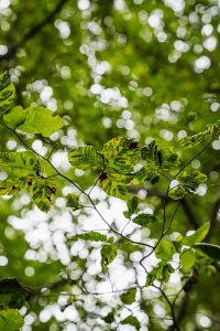 Ricks Certified Beech Leaf Disease 6 Tree Arborist Near Me