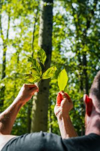 Ricks Certified Beech Leaf Disease 7 Tree Care Arborist