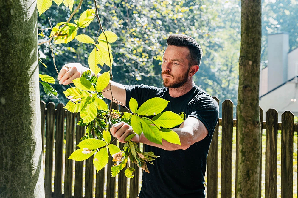 Beech Leaf Disease Treatment