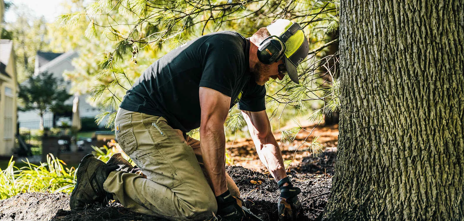 Chester County Arborist Chester County Arborist