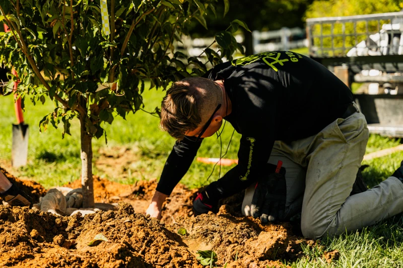 Licensed Arborist Near Me