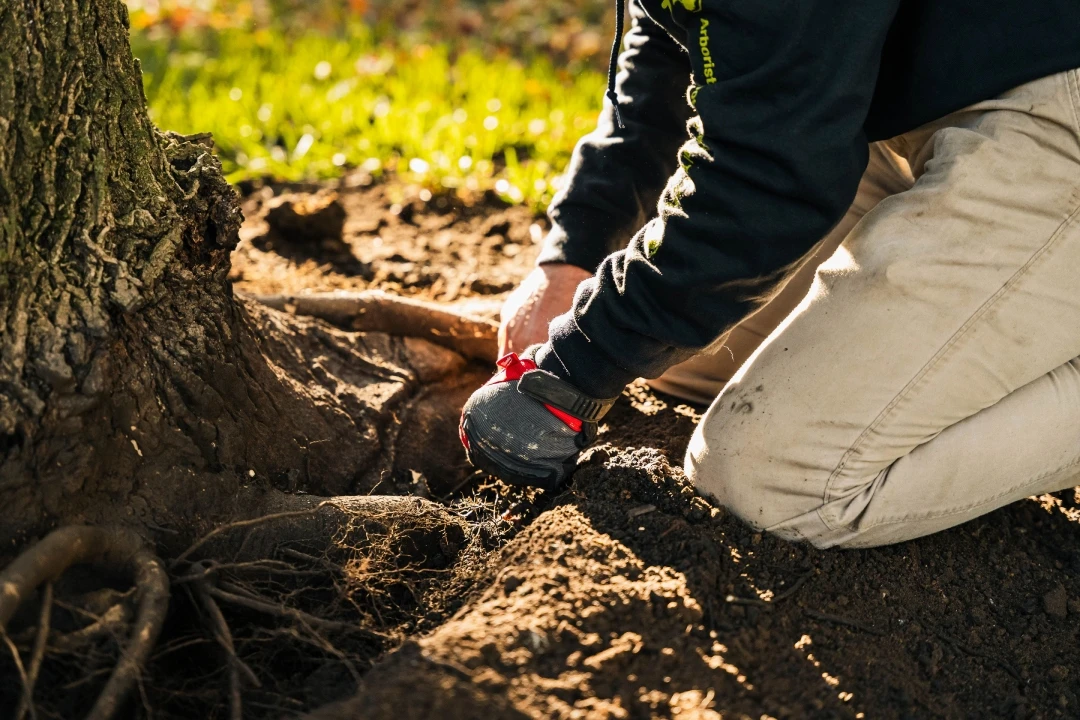 Local Tree Specialist Local Tree Specialist