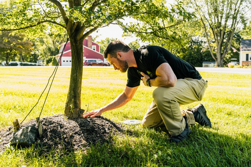 Tree Care Services